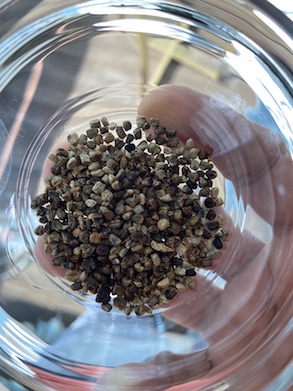 Cardamom seeds